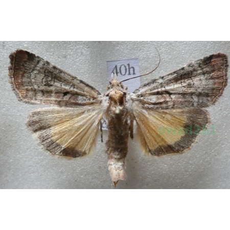 Epilecta linogrisea (Denis & Schiffermüller, 1775) Czech40h